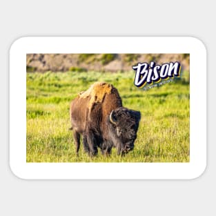 Bison at Yellowstone Sticker